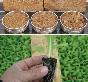 hawita泥炭:为植物根部的生长提供长期稳定的良好环境