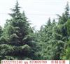 长期供应南京地区雪松,蜀桧,广玉兰,香樟,桂花,柳树等