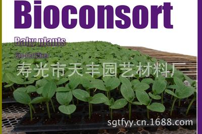 西班牙bioconsort椰糠 栽培基质