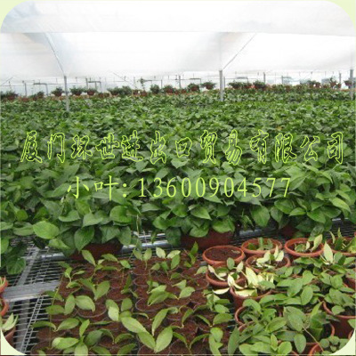 现货经缓释的阳台菜必备轻基质椰糠(淘宝轻基质批发店必备)