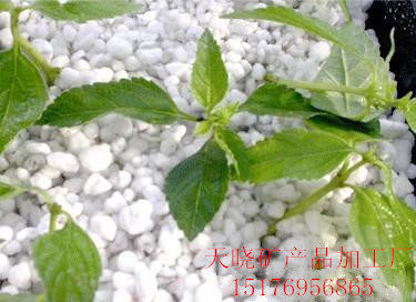厂家直销批发优质珍珠岩/膨胀园艺珍珠岩,苗木种植基质