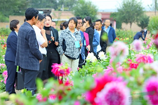 与会代表调研大丽花生产基地 (2).jpg