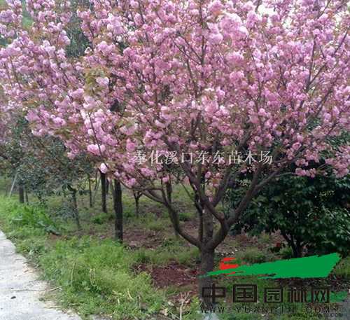 奉化溪口东东苗木场樱花基地