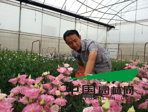 王庆：在花卉行业中尽展军人风采